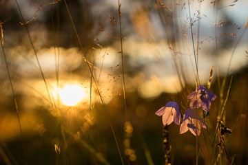 Fototapeta premium Blue Bell Flowers in the sun. Beautiful meadow field with wildflowers close up