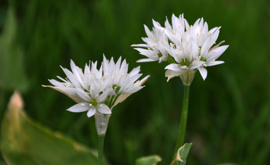 Flowering Allium ursinum