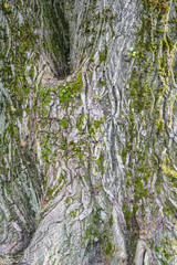 Obraz premium Texture of tree bark with green moss