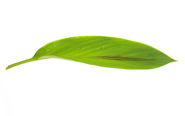 Fresh green leaves branch  isolated on white background of file with Clipping Path . - 219748933