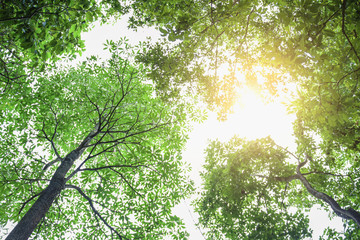 Fototapeta premium green leaf on tree with sunshine