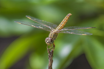 Ditch Jewel dragonfly - Brachythemis contaminata, beautiful blue dragonfly from Sri Lanka lakes and rivers.