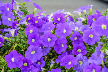 Beautiful flowers of purple petunia. Nature scene with blooming garden flowers