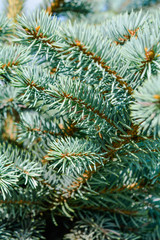 Naklejka na ściany i meble Blue spruce of fir tree branches. Close-up