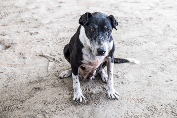 Sad stray dog on beach in Samoa, South Pacific