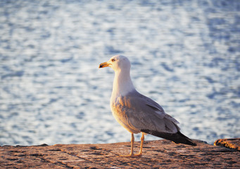 Fototapeta premium Seagul flying over the sea near the mountains