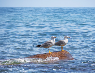 Seagul flying over the sea near the mountains