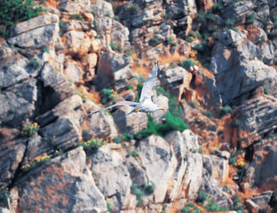 Seagul flying over the sea near the mountains