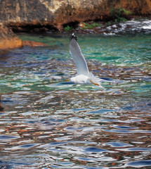 Obraz premium Seagul flying over the sea near the mountains