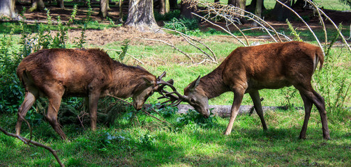 Fighting deers