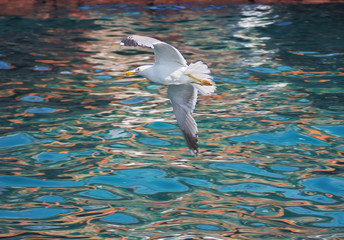 Seagul flying over the sea near the mountains