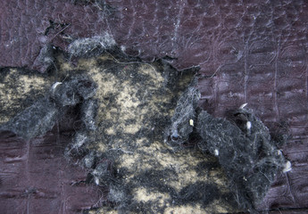 Broken surface from the claws of a cat.