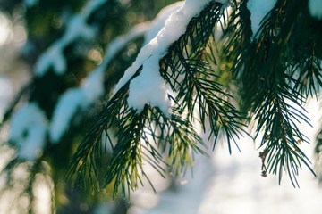 winter branch in sunlight