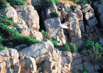 Seagul flying over the sea near the mountains