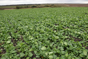 In the autumn field grows winter rape