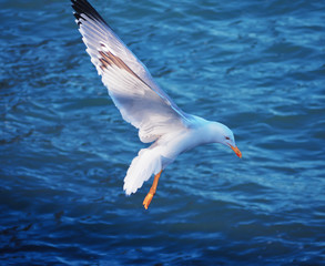 Seagul flying over the sea near the mountains