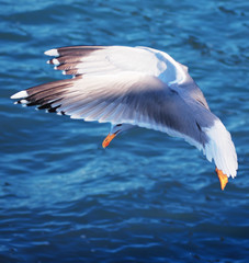 Seagul flying over the sea near the mountains