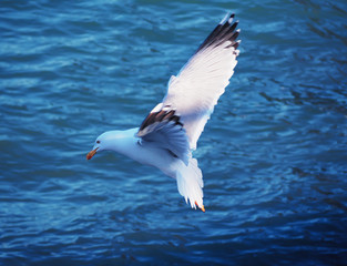 Seagul flying over the sea near the mountains