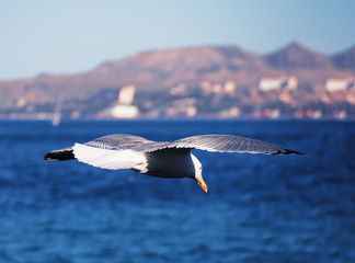 Seagul flying over the sea near the mountains