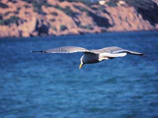 Seagul flying over the sea near the mountains