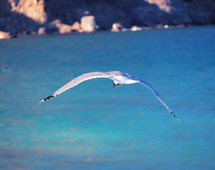 Seagul flying over the sea near the mountains