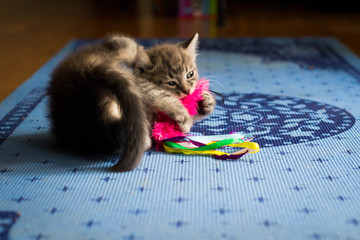 Grey Kitten Biting Toy
