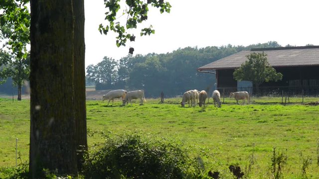 Cows on the green near a stable