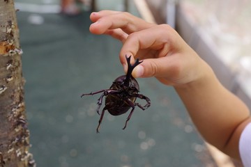 カブトムシを触る子供