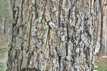 Tree Bark Texture Background