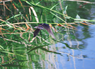Swallow at the flight over the lake
