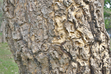 Tree Bark Texture Background