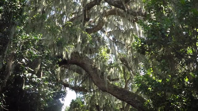 Spanish Moss Draped Oak Trees