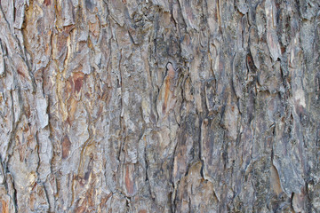 Tree Bark Texture Background