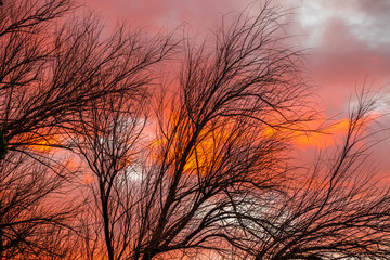 Dry black tree branches silhouetted against an ominous orange sky image with copy space