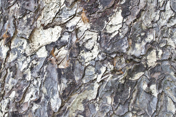 Tree Bark Texture Background