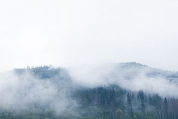 Forest fog, mountain mist, pine landscape.