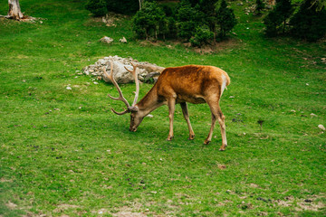 Beautiful deer grazing the grass in the national park.