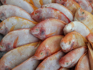 Group of fresh ruby fish on ices for cooking.