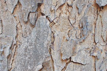 Tree Bark Texture Background
