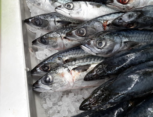 Obraz premium Raw saba fish with ice background in gourmet market.