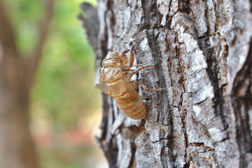 Insect moult on tree bark