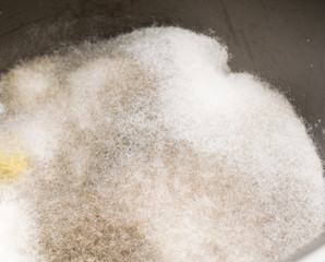 White food mold.