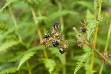 Blackberry bush plant, wild berry in forest.