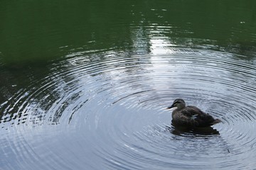 カモと波紋