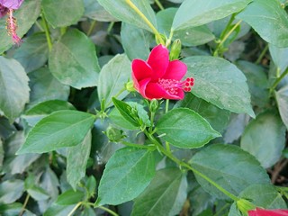 semparuthi poo, semparuthi flower red, Hibiscus rosa