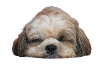 Shih tzu sitting, panting, 3 years old, isolated on white