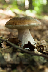 Wild autumn mushrooms background, brown boletus, cep. Penny bun, porcino or porcini.