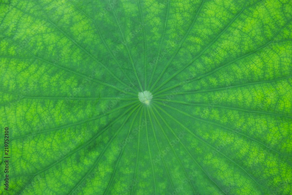 Poster Colorful patterned surface of the lotus leaf.