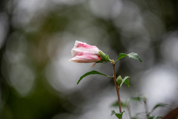 Soft pink Hibiskus flower