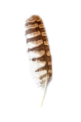 beautiful brown owl feather on white background